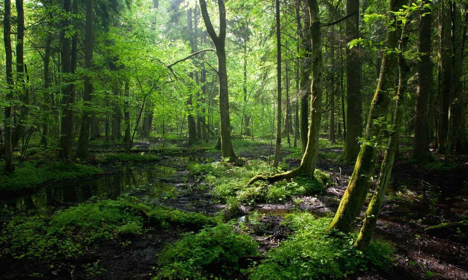 Forest Input Image